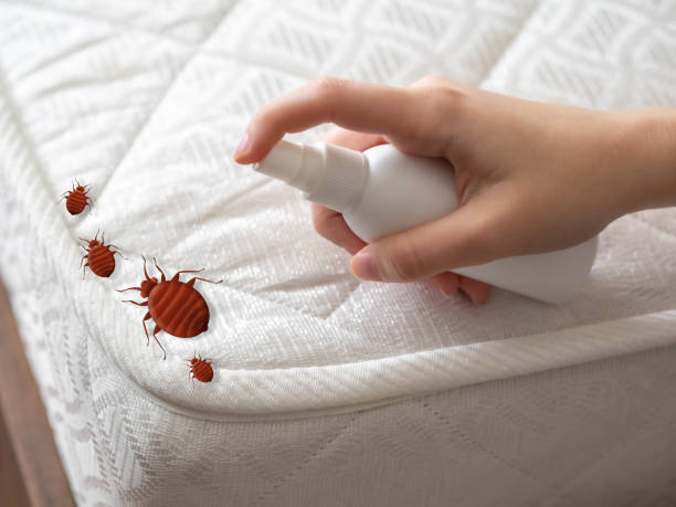 Best Termite Control Services  in Elroy, WI